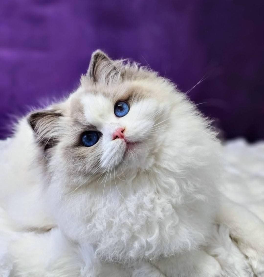 Ragdoll hona Antonella Koci Eden*PL