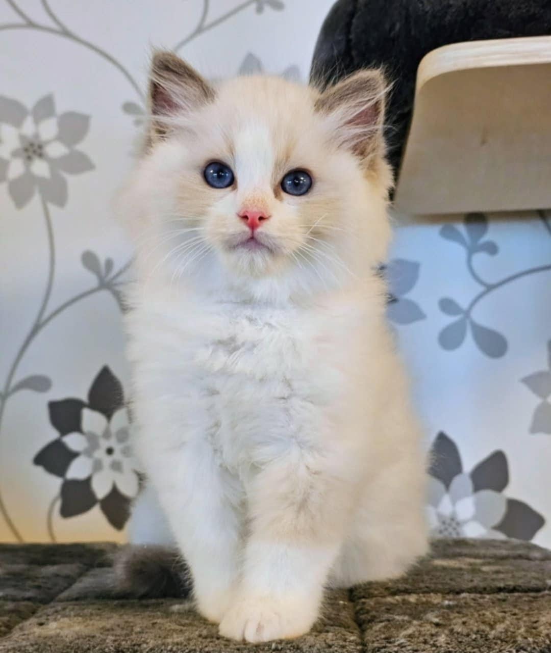 Ragdoll kattunge SE* Cats of Kruger Blade