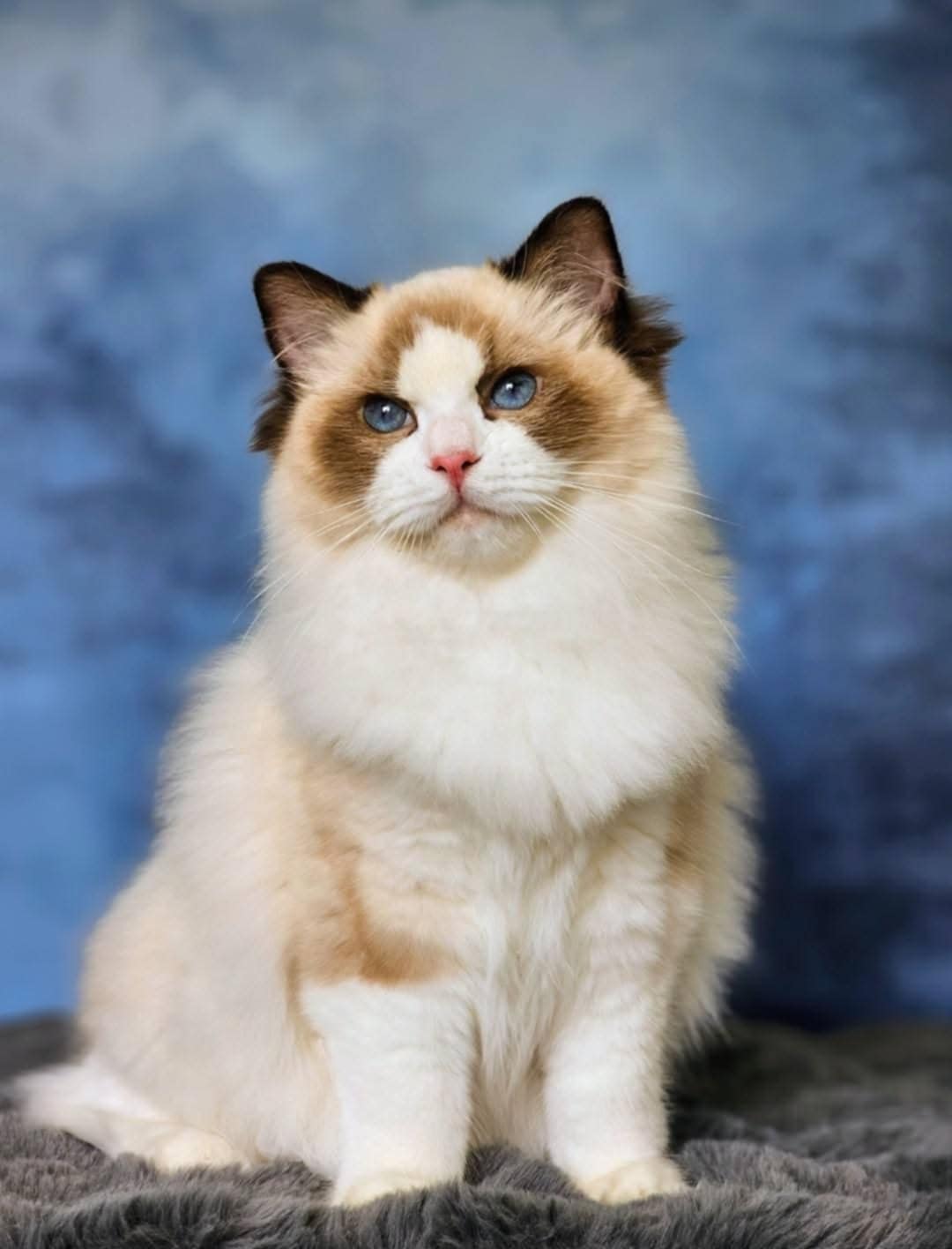 Ragdoll hane JCH, KCH My Epic Bangura