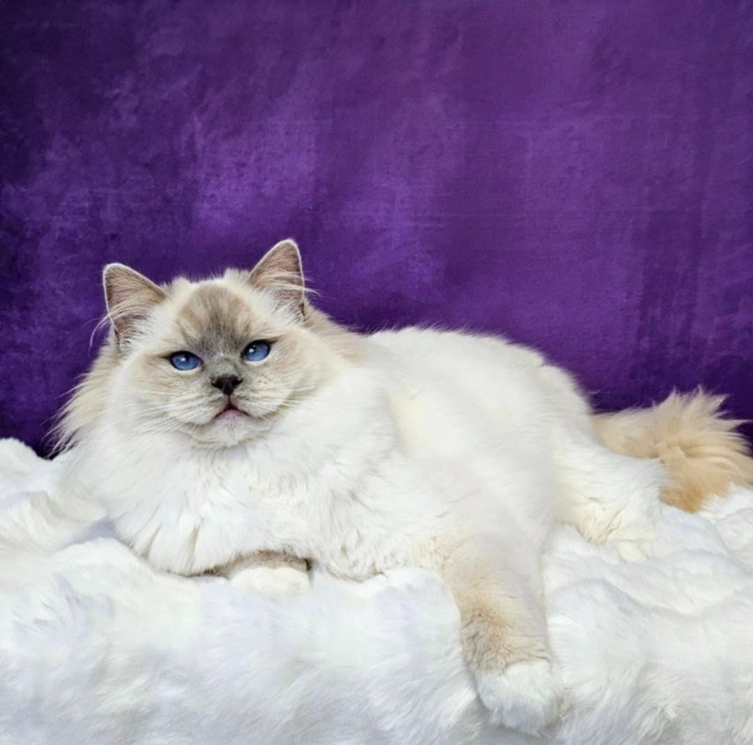 Ragdoll hona SE*Cats of Kruger Chiquitita