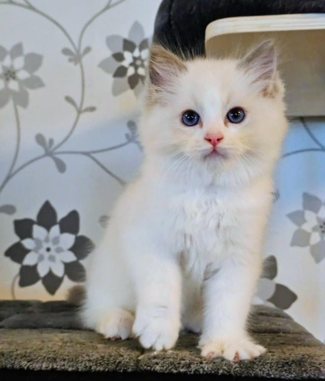 Ragdoll kattunge SE* Cats of Kruger Damien