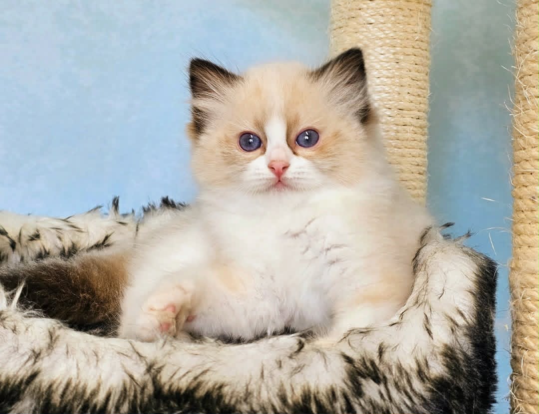 Ragdoll kattunge SE* Cats of Kruger Holy Diver