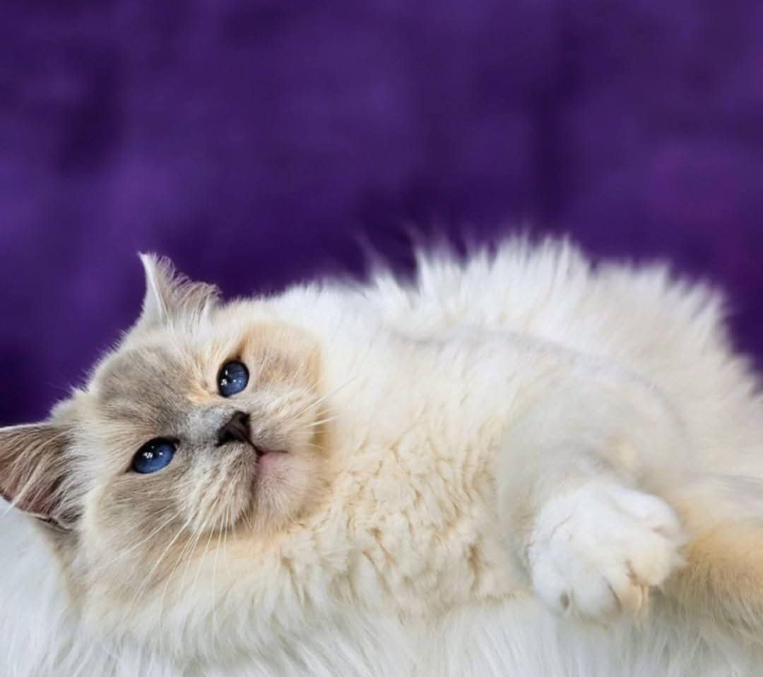 SE*Cats of Kruger Honey