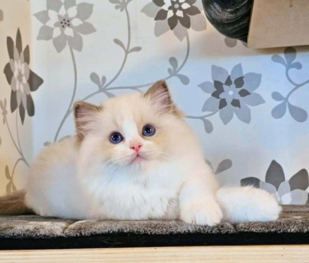 Ragdoll kattunge SE* Cats of Kruger Belladonna