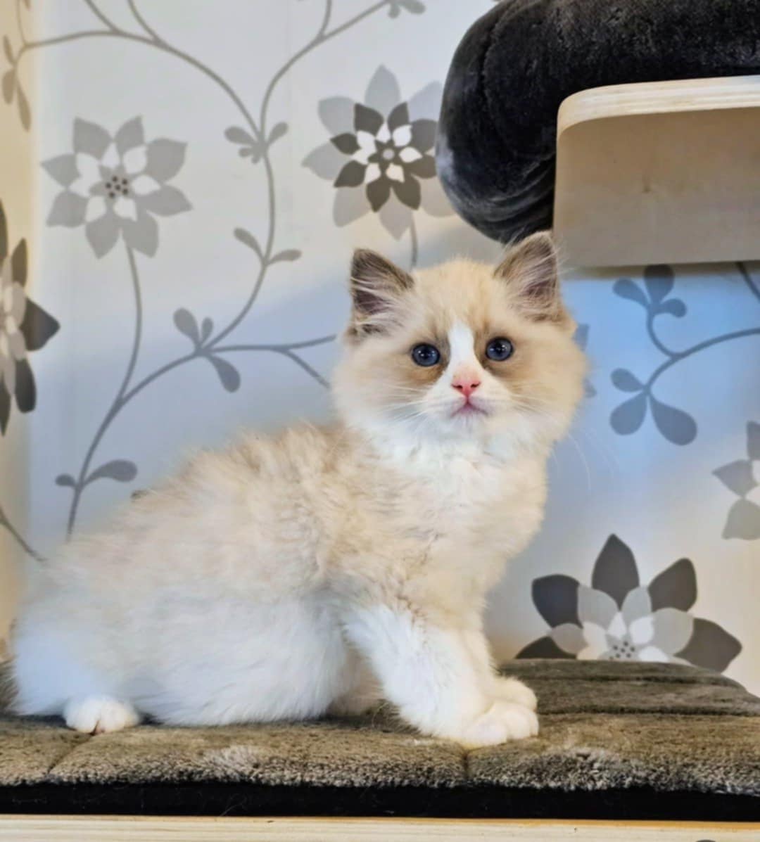 Ragdoll kattunge SE* Cats of Kruger Nightshade