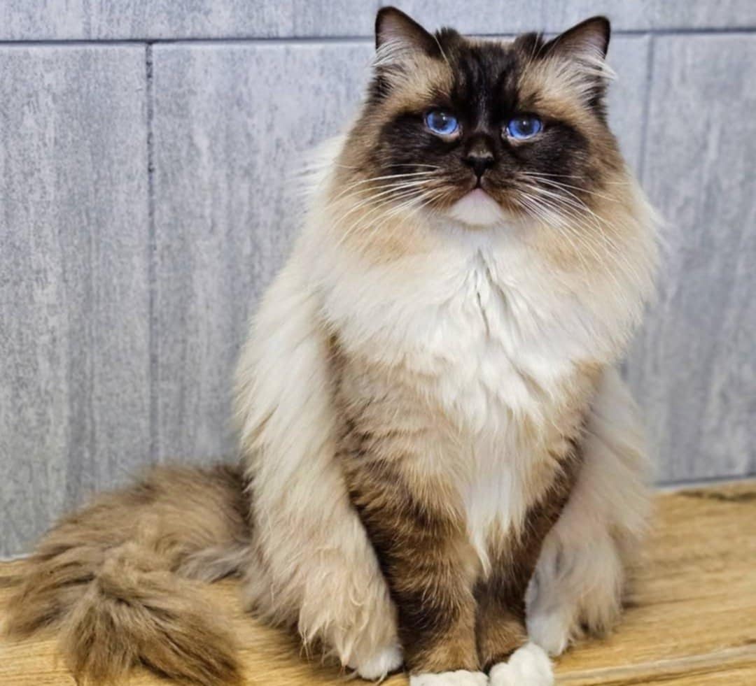 Ragdoll hane SE*Maverick's Busy Qalle