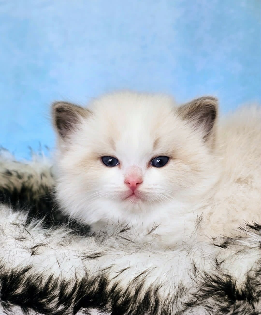 Ragdoll kattunge SE* Cats of Kruger The Trooper