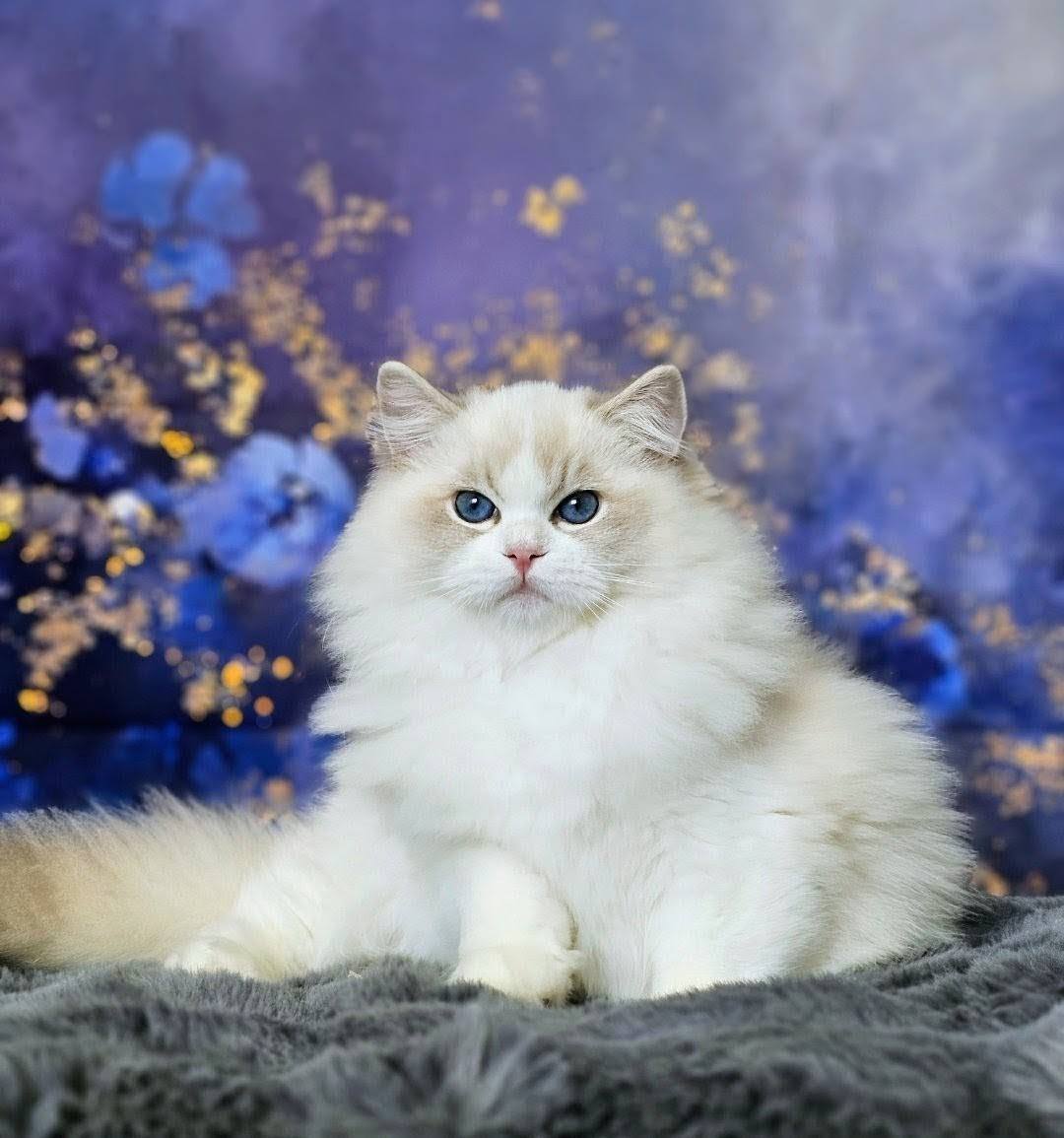 Ragdoll hane KCH Lyndolls Vigo