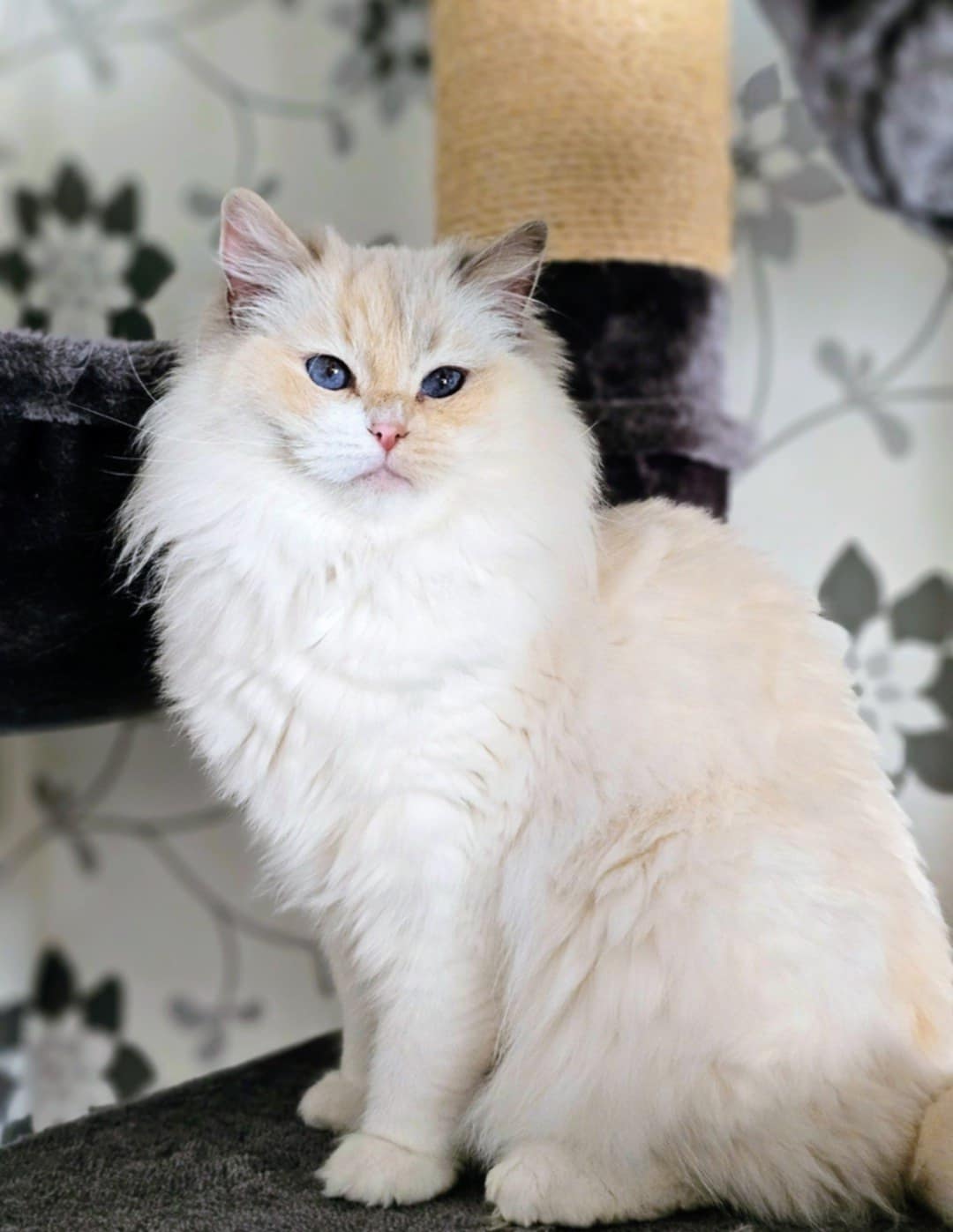 Ragdoll hona SE*Lydica's Xena