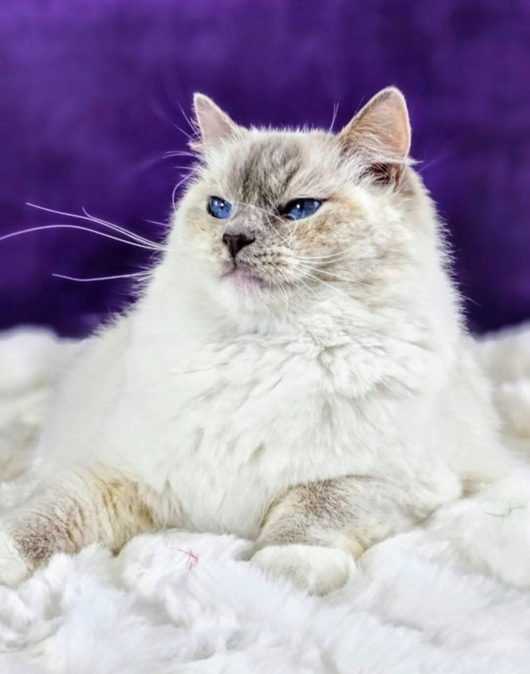 Ragdoll hona SE*Lydica´s Yoda